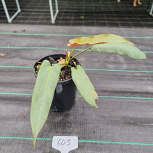 Load image into Gallery viewer, #603 Philodendron Atabapoense