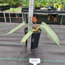 Load image into Gallery viewer, #603 Philodendron Atabapoense