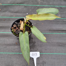 Load image into Gallery viewer, #603 Philodendron Atabapoense