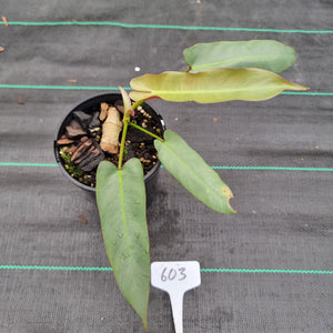 #603 Philodendron Atabapoense