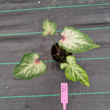 Load image into Gallery viewer, #51 Caladium Bulb