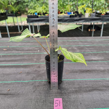 Load image into Gallery viewer, #51 Caladium Bulb