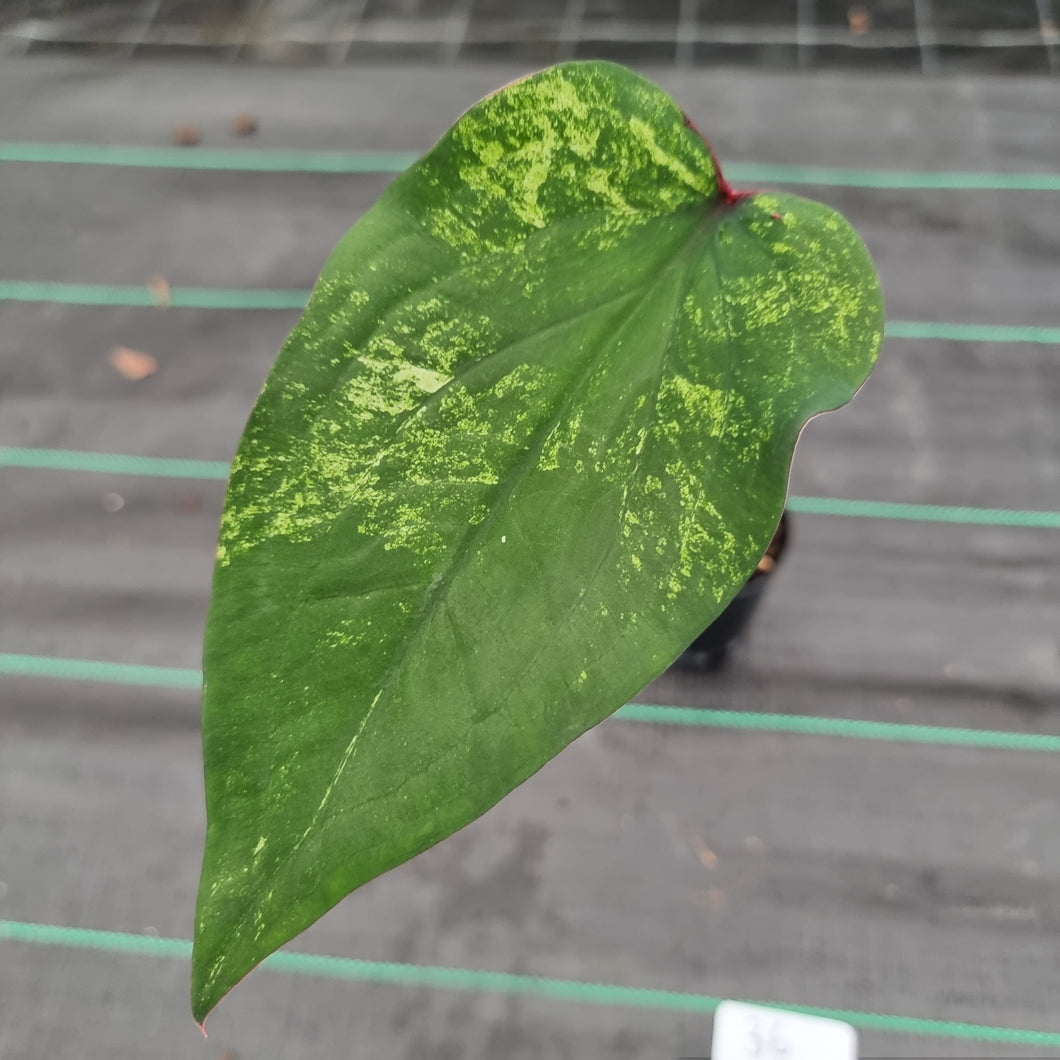 #36 Caladium Bulb