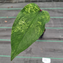Load image into Gallery viewer, #36 Caladium Bulb