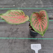 Load image into Gallery viewer, #895 Caladium Bulb