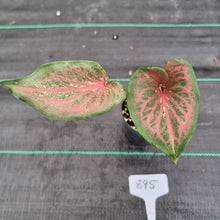 Load image into Gallery viewer, #895 Caladium Bulb