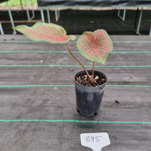 Load image into Gallery viewer, #895 Caladium Bulb