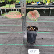 Load image into Gallery viewer, #895 Caladium Bulb
