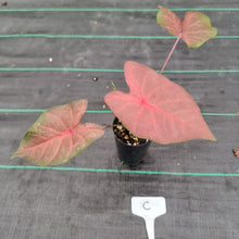 Load image into Gallery viewer, #C Caladium Bulb