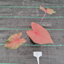 Load image into Gallery viewer, #C Caladium Bulb