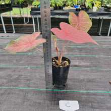 Load image into Gallery viewer, #C Caladium Bulb