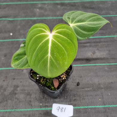 #981 Philodendron Gloriosum