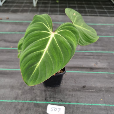 #507 Philodendron Gloriosum