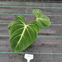 Load image into Gallery viewer, #507 Philodendron Gloriosum