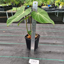 Load image into Gallery viewer, #507 Philodendron Gloriosum