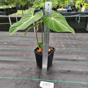 #507 Philodendron Gloriosum