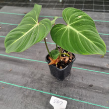 Load image into Gallery viewer, #507 Philodendron Gloriosum