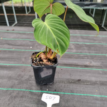 Load image into Gallery viewer, #507 Philodendron Gloriosum