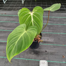 Load image into Gallery viewer, #103 Philodendron Gloriosum