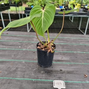 #103 Philodendron Gloriosum