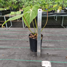 Load image into Gallery viewer, #103 Philodendron Gloriosum