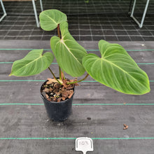 Load image into Gallery viewer, #103 Philodendron Gloriosum
