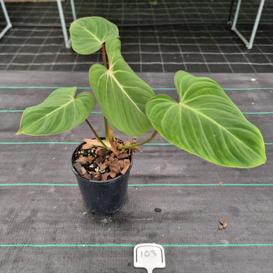 #103 Philodendron Gloriosum