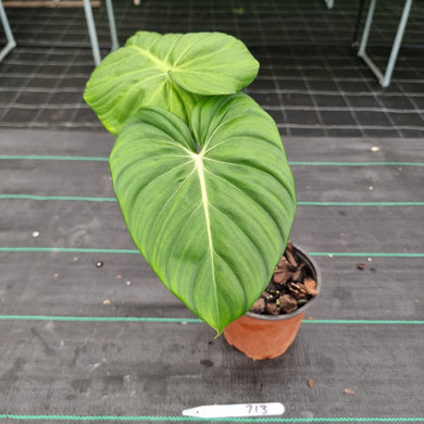 #713 Philodendron Dean McDowell