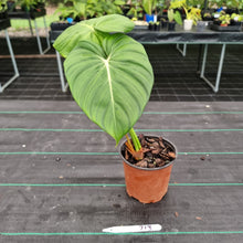 Load image into Gallery viewer, #713 Philodendron Dean McDowell
