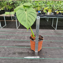 Load image into Gallery viewer, #713 Philodendron Dean McDowell