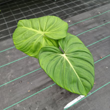 Load image into Gallery viewer, #713 Philodendron Dean McDowell