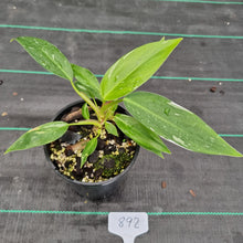 Load image into Gallery viewer, #892 Philodendron White Princess