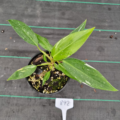 #892 Philodendron White Princess