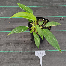 Load image into Gallery viewer, #892 Philodendron White Princess