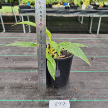 Load image into Gallery viewer, #892 Philodendron White Princess