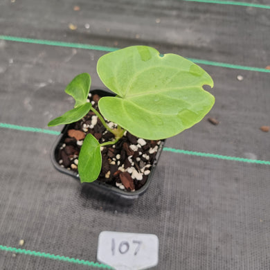 #107 Anthurium Clarinervium x Seedling