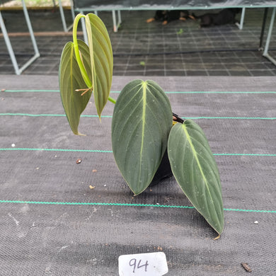 #94 Philodendron Gigas