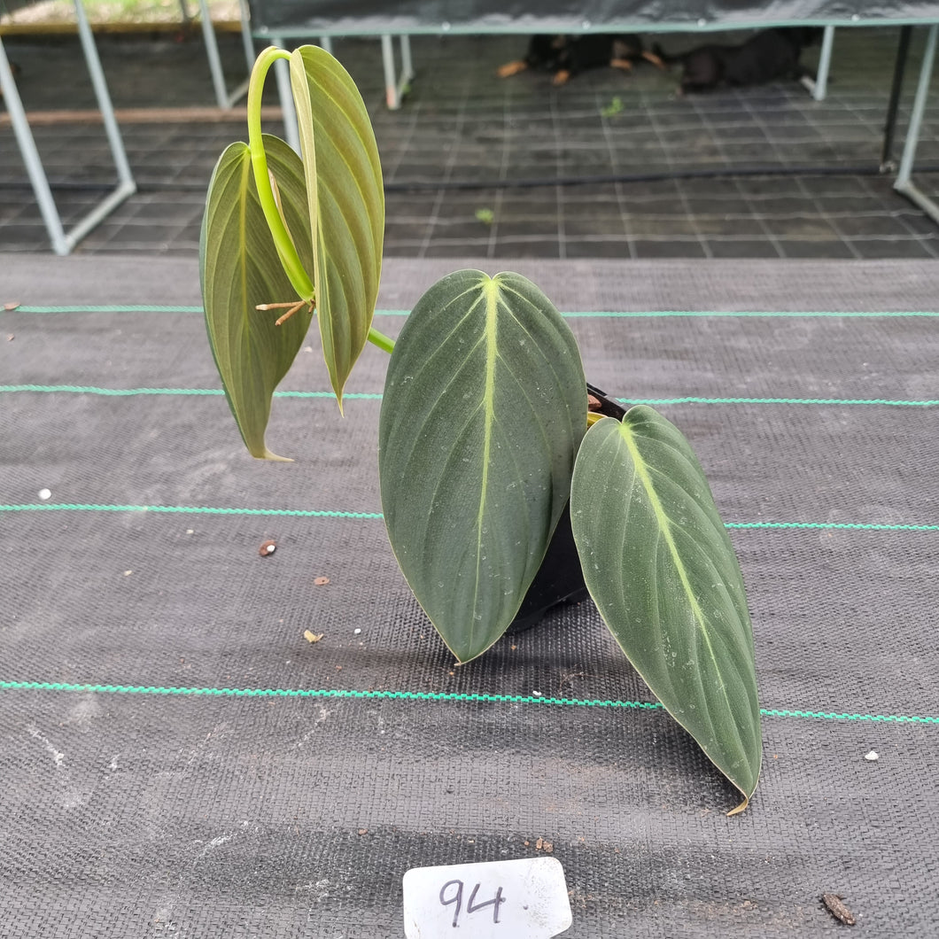 #94 Philodendron Gigas