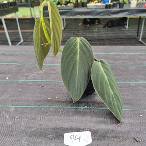 #94 Philodendron Gigas