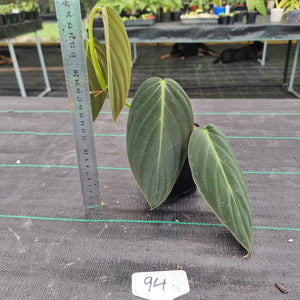 #94 Philodendron Gigas