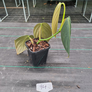 #94 Philodendron Gigas