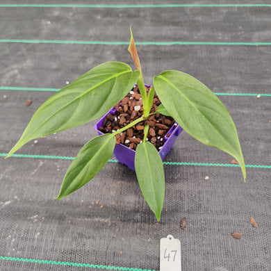 #47 Philodendron Subhastatum