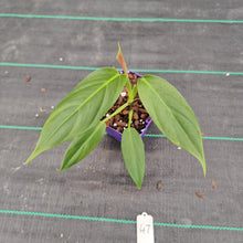 Load image into Gallery viewer, #47 Philodendron Subhastatum