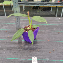 Load image into Gallery viewer, #47 Philodendron Subhastatum