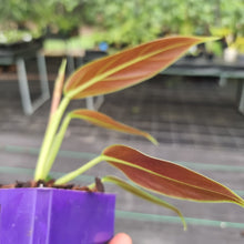 Load image into Gallery viewer, #47 Philodendron Subhastatum