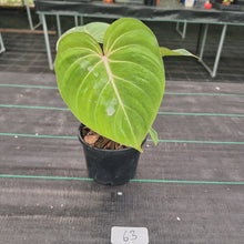 Load image into Gallery viewer, #63 Philodendron Gloriosum
