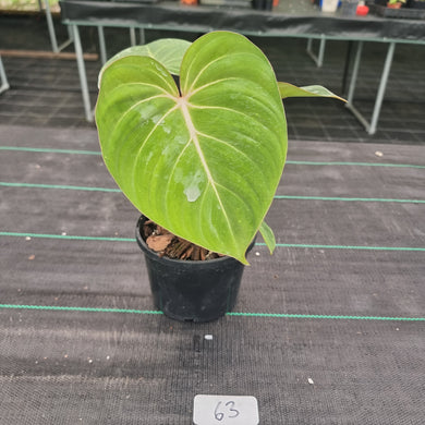 #63 Philodendron Gloriosum