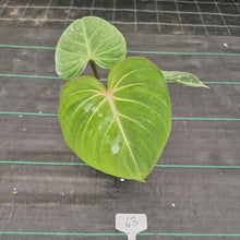 Load image into Gallery viewer, #63 Philodendron Gloriosum