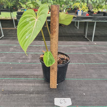 Load image into Gallery viewer, #63 Philodendron Gloriosum