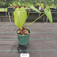 Load image into Gallery viewer, #609 Philodendron Dean McDowell